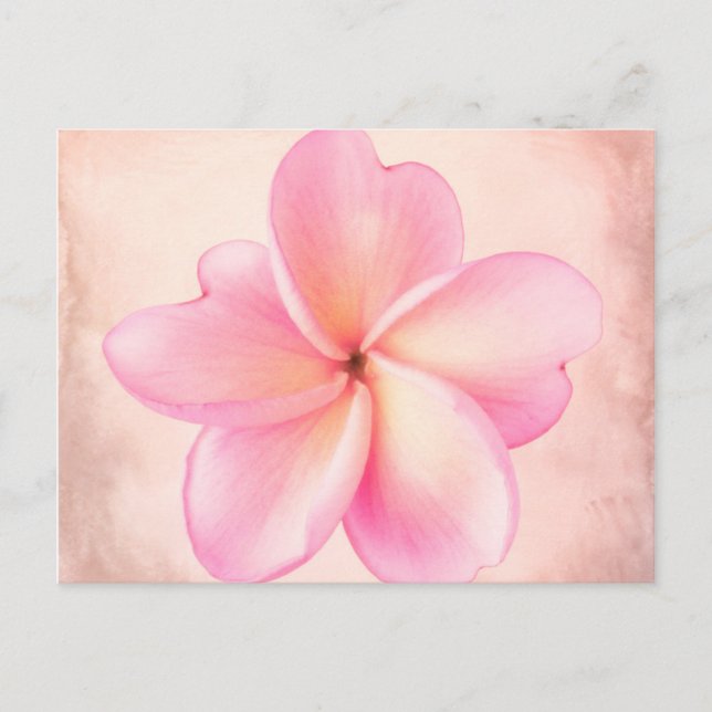 Pink Purple Plumeria Flower Pink Background Postcard (Front)