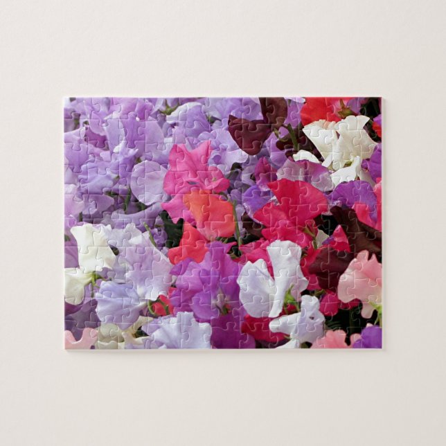 Pink, purple & white Sweet pea flowers in bloom Jigsaw Puzzle (Horizontal)