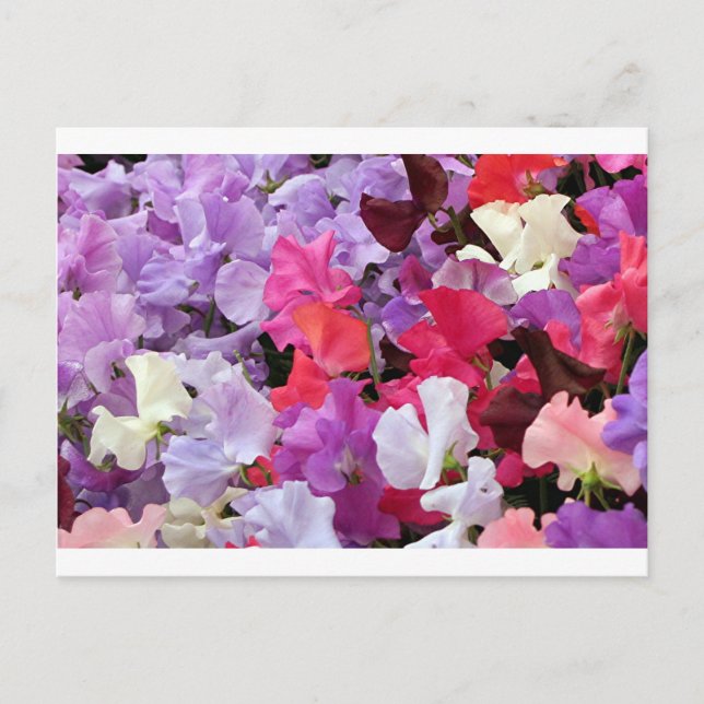 Pink, purple & white Sweet pea flowers in bloom Postcard (Front)