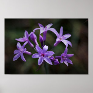 Pink Purple Wild Garlic Flowers Floral Poster