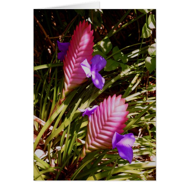 Pink Quill Bromeliad (Front)