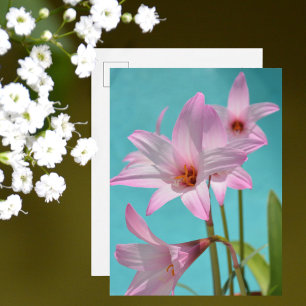Pink Rain Lilies Photographic Floral Aqua Blue Postcard