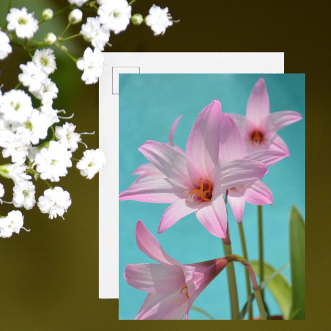 Pink Rain Lilies Photographic Floral Aqua Blue Postcard (Creator Uploaded)