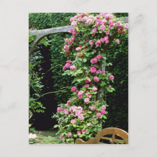 Pink Rambler Rose Francoise Juranville Over Pergol Postcard