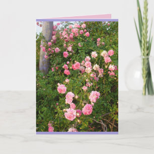 Pink Rambling Roses Rose Garden Card