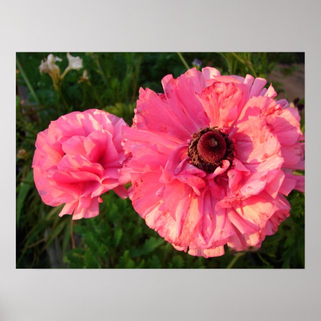 Pink Rannunculus Bulb Spring Garden Flowers Poster (Front)