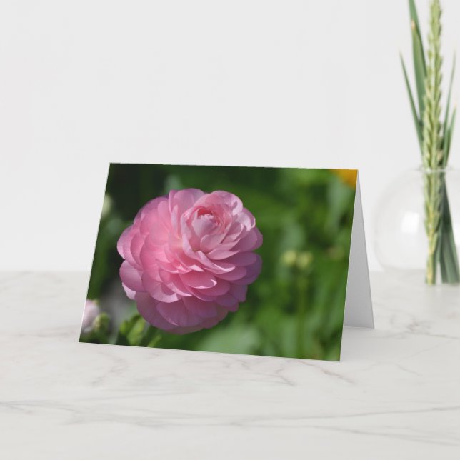 Pink ranunculus flower card (Front)