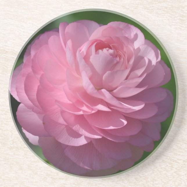 Pink ranunculus flower    coaster (Front)