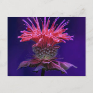 Pink Raspberry Wine Bee Balm Flower on Purple Postcard