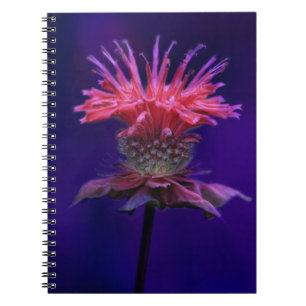 Pink Raspberry Wine Bee Balm Flower on Purple Spiral Notebook