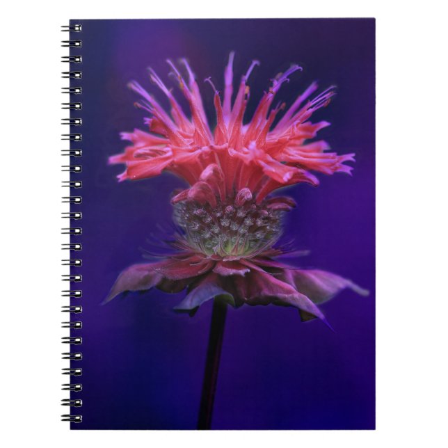 Pink Raspberry Wine Bee Balm Flower on Purple Spiral Notebook (Front)