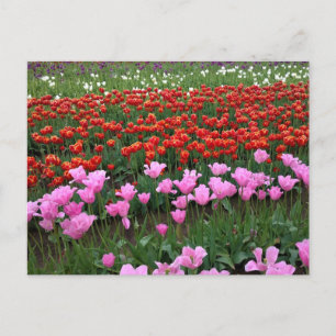 Pink & Red Tulip Field, Oregon Postcard