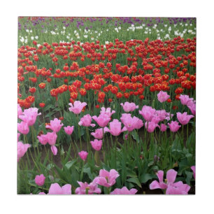 Pink & Red Tulip Field, Oregon Tile