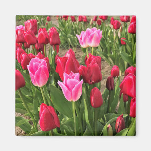 Pink & Red Tulips Magnet
