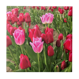 Pink & Red Tulips Tile