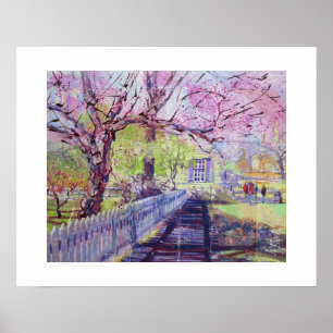 Pink Redbud Blossoms At Williamsburg Virginia Poster