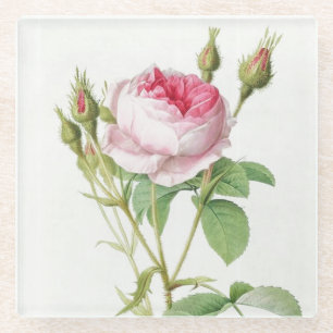 Pink Redoute Rose Glass Coaster