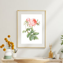  Pink Redouté Vintage Rose 