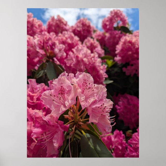 Pink Rhodeodendron Blossoms in Spring Sunshine Poster (Front)
