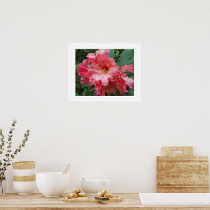 Pink Rhododendron Bloom Floral Photographic Poster