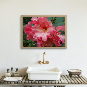Pink Rhododendron Blooms Floral Poster