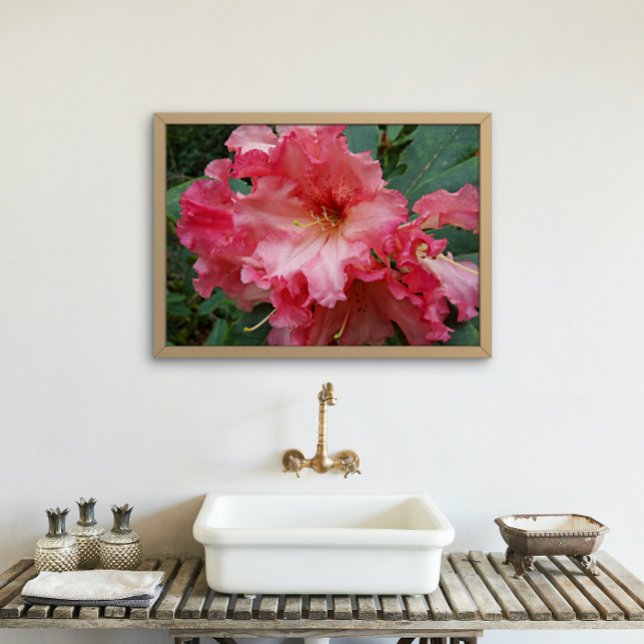 Pink Rhododendron Blooms Floral Poster (In Situ)