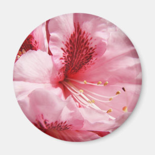 Pink Rhododendron Flower magnet Summer Floral