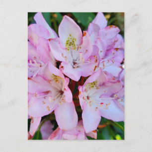 Pink Rhododendron Flower Postcard