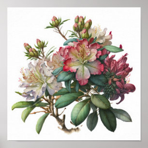 Pink Rhododendron Flowers Art Print Poster
