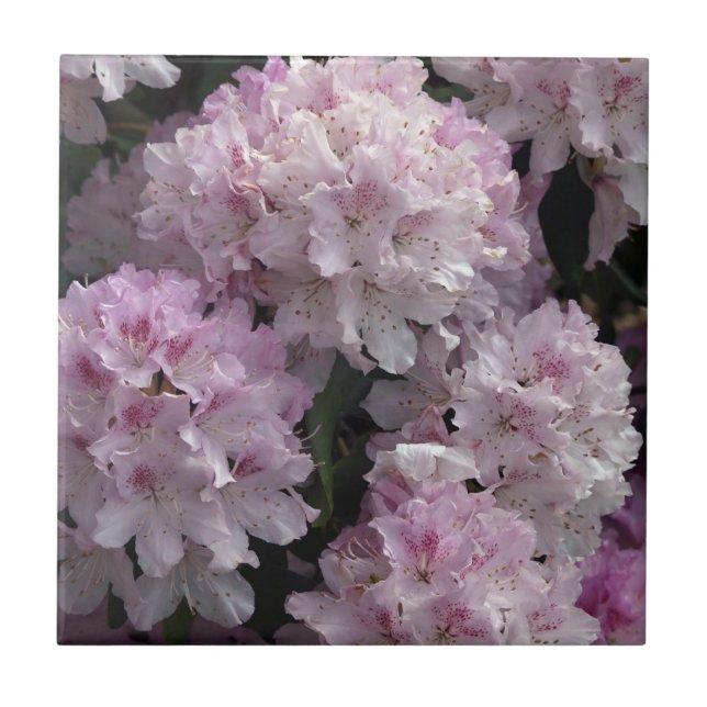 Pink Rhododendron Flowers Flora Photo Tile (Front)