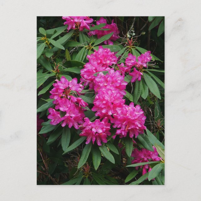 Pink Rhododendron Flowers Postcard (Front)