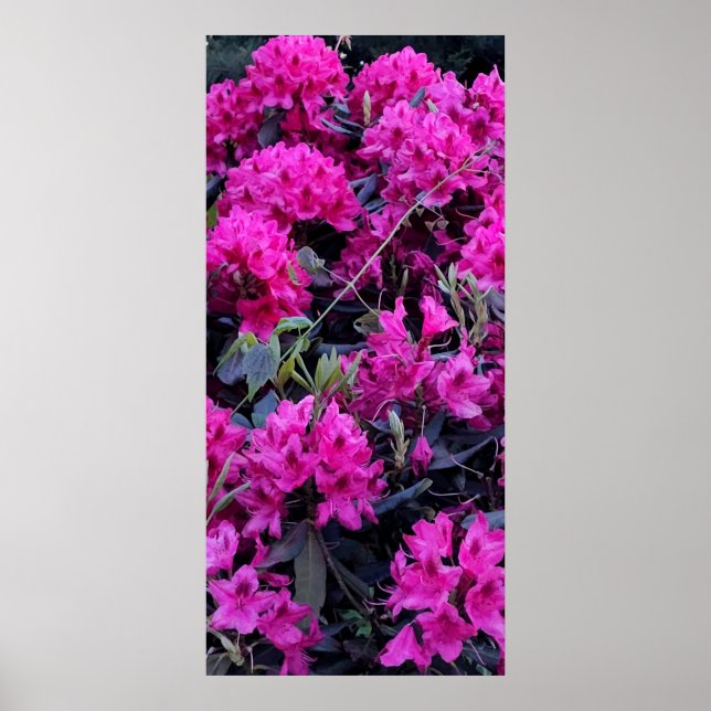 Pink Rhododendron Flowers Poster (Front)