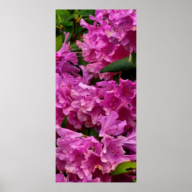 Pink Rhododendron Flowers Poster (Front)