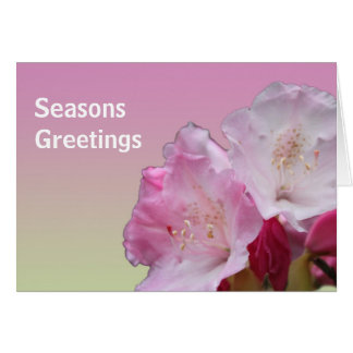 pink rhododendron flowers seasons greetings