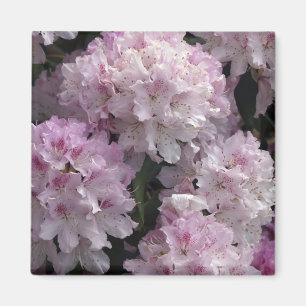 Pink Rhododendron Gifts Magnet