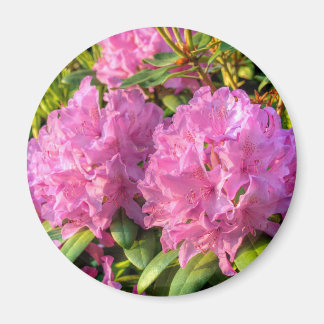 Pink Rhododendron II Magnet