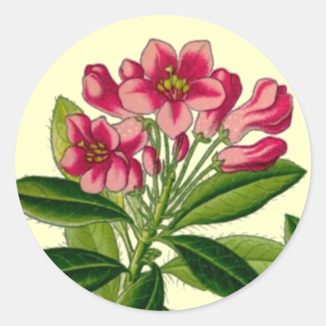 Pink rhododendron illustration classic round sticker (Front)