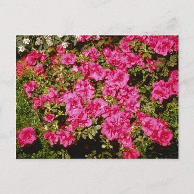 Pink Rhododendron Indicum 'Rose' (Azalea) flowers Postcard (Front)