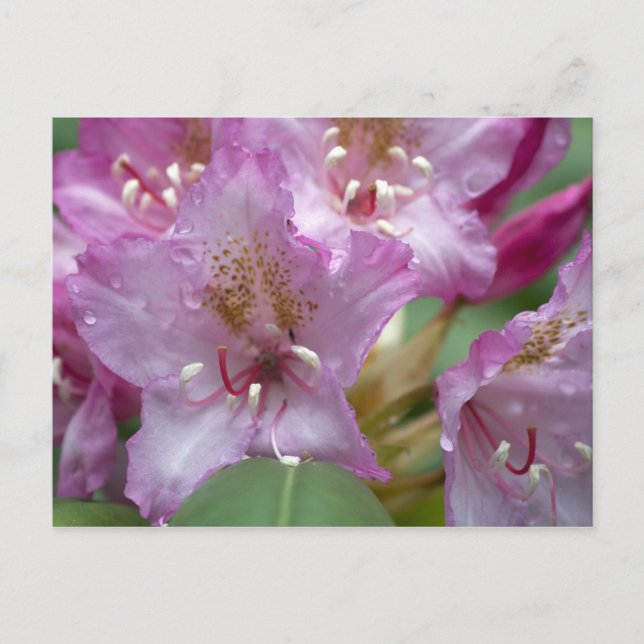 Pink Rhododendron Postcard (Front)