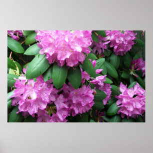 Pink Rhododendrons Poster