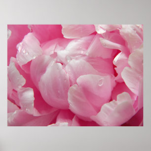 Pink romance blooming peony flower with dew drops poster