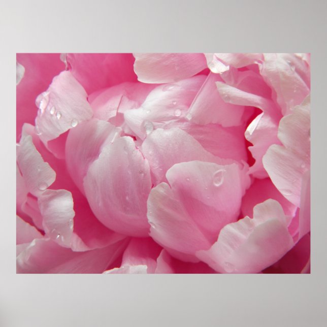 Pink romance blooming peony flower with dew drops poster (Front)
