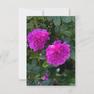 Pink Rosa Rugosa Card