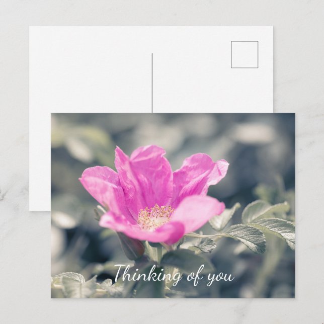 Pink Rosa Rugosa Thinking Of You Postcard (Front/Back)