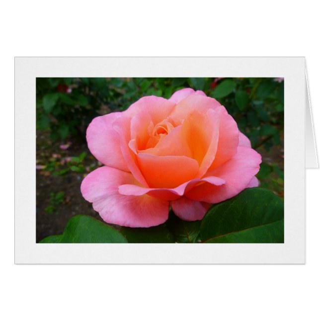 Pink Rose (Front Horizontal)