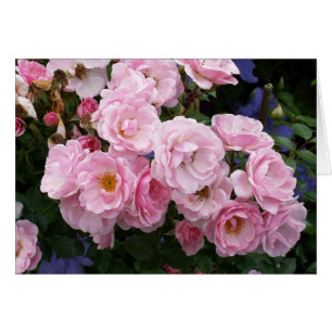 Pink Rose