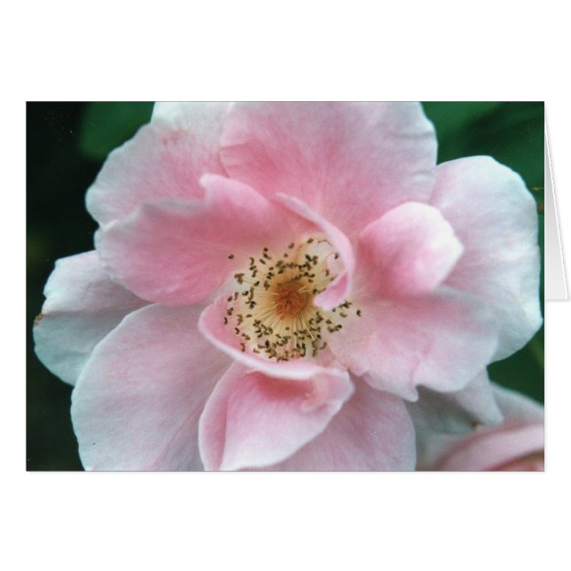 Pink Rose (Front Horizontal)