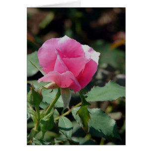 Pink Rose