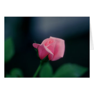 pink rose