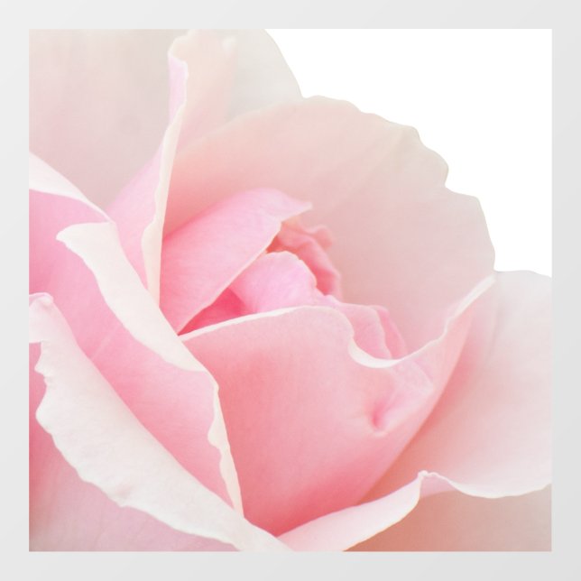 Pink rose (Sheet)
